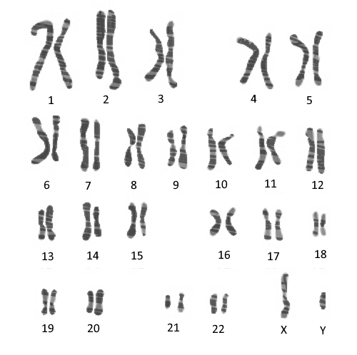 chromosome pairs